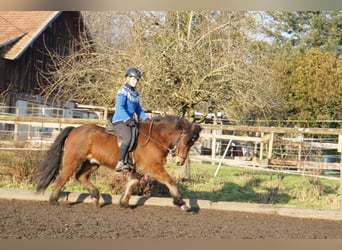 Caballos islandeses, Caballo castrado, 6 años, 143 cm, Castaño oscuro