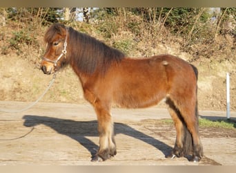 Caballos islandeses, Caballo castrado, 6 años, 143 cm, Castaño oscuro