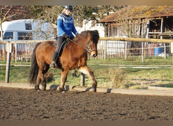 Caballos islandeses, Caballo castrado, 6 años, 143 cm, Castaño oscuro