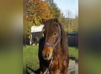 Caballos islandeses, Caballo castrado, 6 años, 143 cm, Castaño oscuro