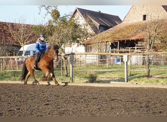 Caballos islandeses, Caballo castrado, 6 años, 143 cm, Castaño oscuro