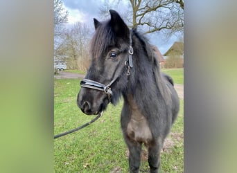 Caballos islandeses, Caballo castrado, 6 años, 143 cm, Negro