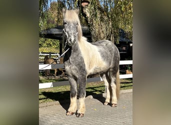 Caballos islandeses, Caballo castrado, 6 años, 143 cm, Pío