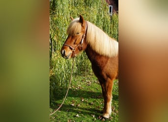 Caballos islandeses, Caballo castrado, 6 años, 144 cm, Alazán