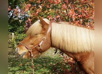 Caballos islandeses, Caballo castrado, 6 años, 144 cm, Alazán