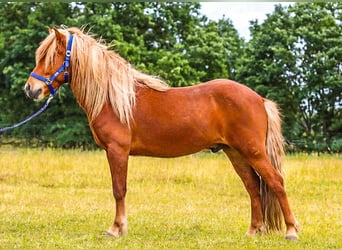 Caballos islandeses, Caballo castrado, 6 años, 144 cm, Alazán