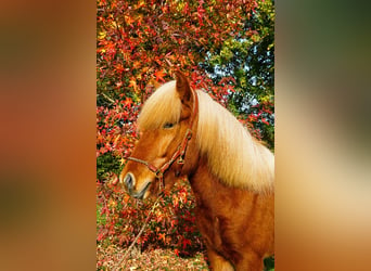 Caballos islandeses, Caballo castrado, 6 años, 144 cm, Alazán