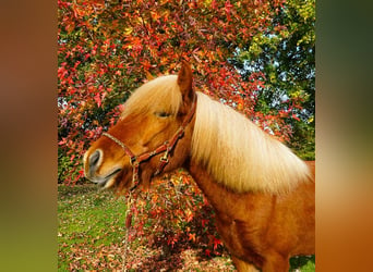 Caballos islandeses, Caballo castrado, 6 años, 144 cm, Alazán