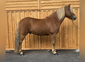 Caballos islandeses, Caballo castrado, 6 años, 144 cm, Alazán