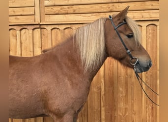 Caballos islandeses, Caballo castrado, 6 años, 144 cm, Alazán