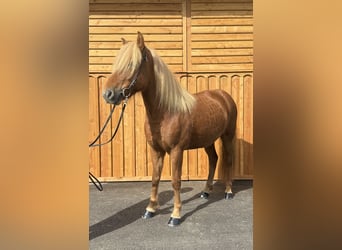 Caballos islandeses, Caballo castrado, 6 años, 144 cm, Alazán
