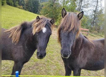 Caballos islandeses, Caballo castrado, 6 años, 144 cm, Negro