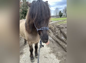 Caballos islandeses, Caballo castrado, 6 años, 145 cm, Bayo