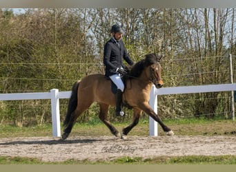 Caballos islandeses, Caballo castrado, 6 años, 145 cm, Bayo