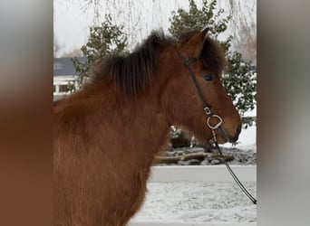 Caballos islandeses, Caballo castrado, 6 años, 145 cm, Castaño