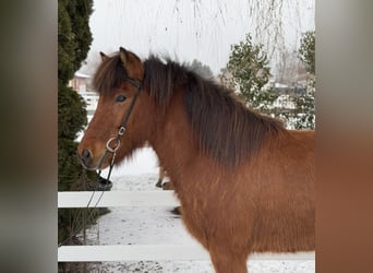 Caballos islandeses, Caballo castrado, 6 años, 145 cm, Castaño