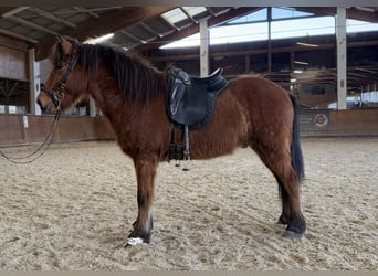 Caballos islandeses, Caballo castrado, 6 años, 145 cm, Castaño