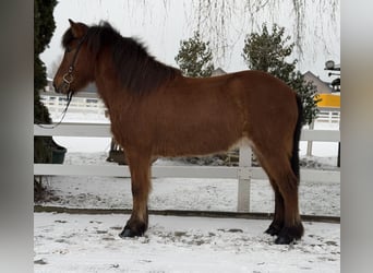 Caballos islandeses, Caballo castrado, 6 años, 145 cm, Castaño