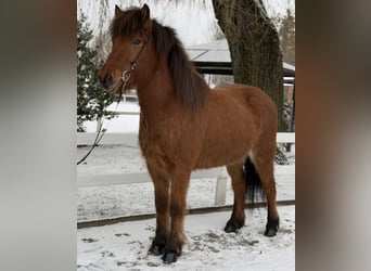 Caballos islandeses, Caballo castrado, 6 años, 145 cm, Castaño