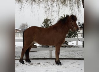 Caballos islandeses, Caballo castrado, 6 años, 145 cm, Castaño