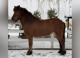 Caballos islandeses, Caballo castrado, 6 años, 145 cm, Castaño