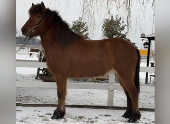 Caballos islandeses, Caballo castrado, 6 años, 145 cm, Castaño