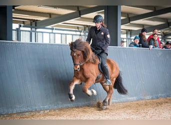 Caballos islandeses, Caballo castrado, 6 años, 145 cm, Castaño