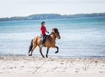 Caballos islandeses, Caballo castrado, 6 años, 145 cm, Castaño