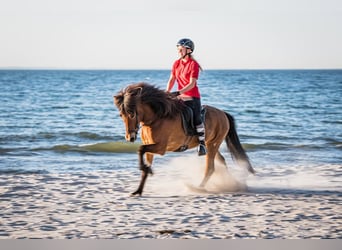 Caballos islandeses, Caballo castrado, 6 años, 145 cm, Castaño