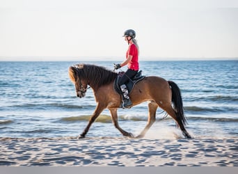 Caballos islandeses, Caballo castrado, 6 años, 145 cm, Castaño