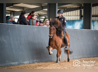 Caballos islandeses, Caballo castrado, 6 años, 145 cm, Castaño