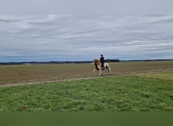 Caballos islandeses, Caballo castrado, 6 años, 145 cm, Pío