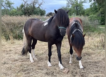 Caballos islandeses, Caballo castrado, 6 años, 146 cm, Pío