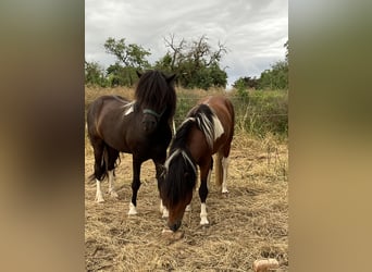 Caballos islandeses, Caballo castrado, 6 años, 146 cm, Pío