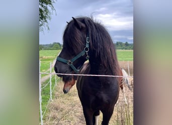 Caballos islandeses, Caballo castrado, 6 años, 146 cm, Pío