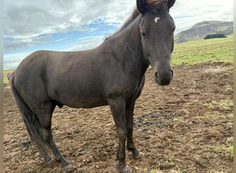 Caballos islandeses, Caballo castrado, 6 años, 147 cm, Castaño