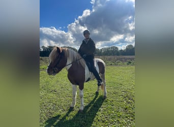 Caballos islandeses, Caballo castrado, 6 años, 148 cm, Pío