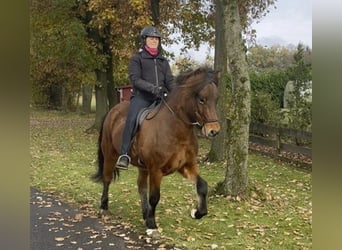 Caballos islandeses, Caballo castrado, 6 años, 149 cm, Castaño