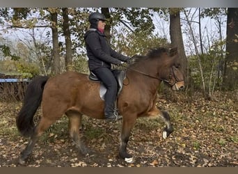 Caballos islandeses, Caballo castrado, 6 años, 149 cm, Castaño