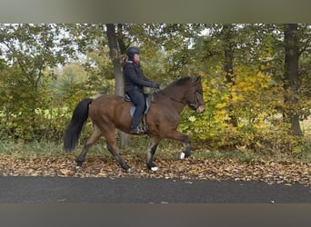 Caballos islandeses, Caballo castrado, 6 años, 149 cm, Castaño