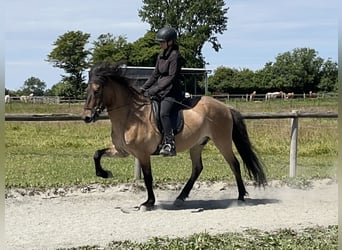 Caballos islandeses, Caballo castrado, 6 años, 150 cm, Bayo