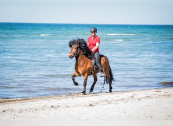 Caballos islandeses, Caballo castrado, 6 años, 150 cm, Castaño