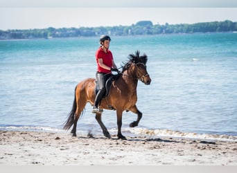 Caballos islandeses, Caballo castrado, 6 años, 150 cm, Castaño