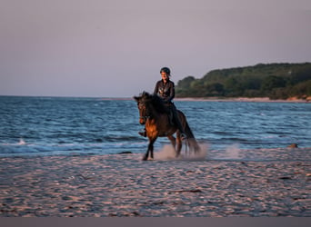 Caballos islandeses, Caballo castrado, 6 años, 150 cm, Castaño