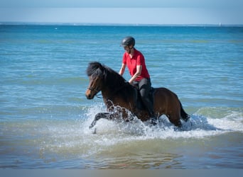 Caballos islandeses, Caballo castrado, 6 años, 150 cm, Castaño