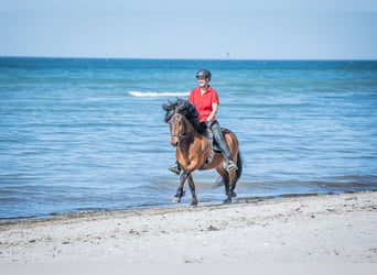 Caballos islandeses, Caballo castrado, 6 años, 150 cm, Castaño