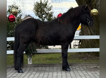 Caballos islandeses, Caballo castrado, 6 años, 150 cm, Negro