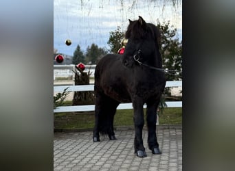 Caballos islandeses, Caballo castrado, 6 años, 150 cm, Negro