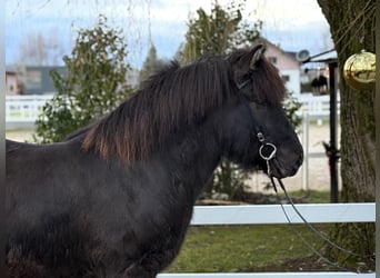 Caballos islandeses, Caballo castrado, 6 años, 150 cm, Negro