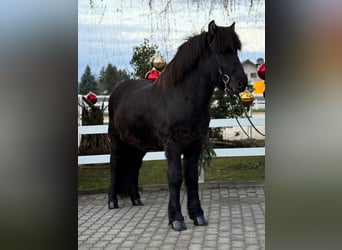 Caballos islandeses, Caballo castrado, 6 años, 150 cm, Negro